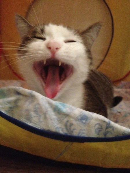 Денис Кузнецов