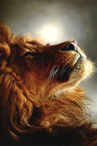 Никита Калибердов