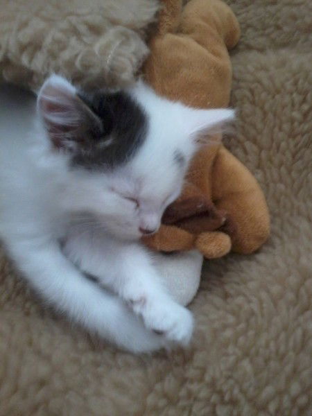 Кошечка Муркошечка