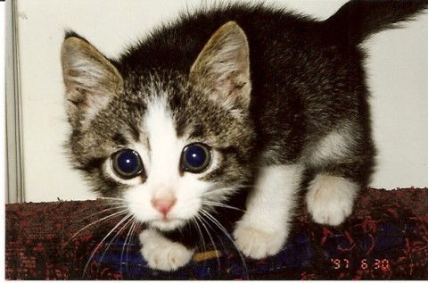 Алиса Незнакомая