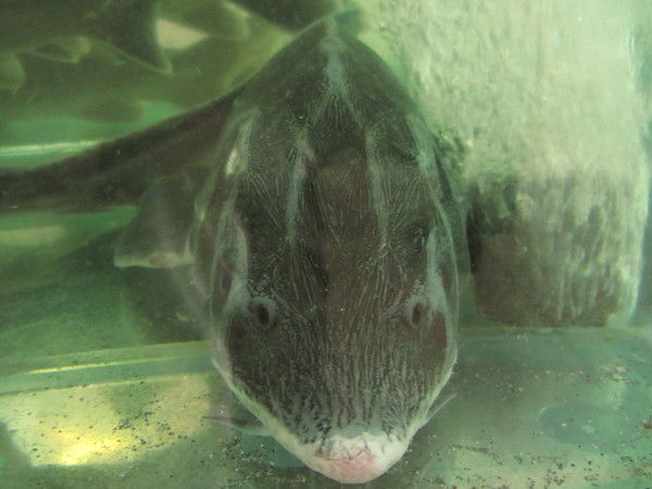 Лариса Бородулина