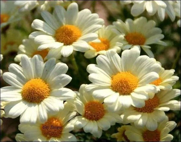 Жемиле Дурбаева