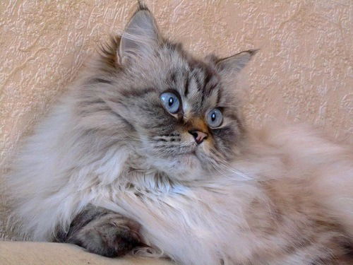 Оксана Кривошея