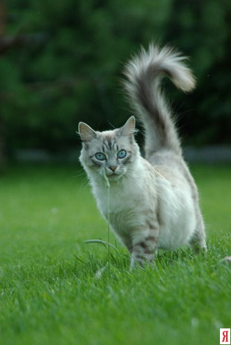 Шиповница River Clan