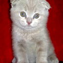 Елена Кичатая