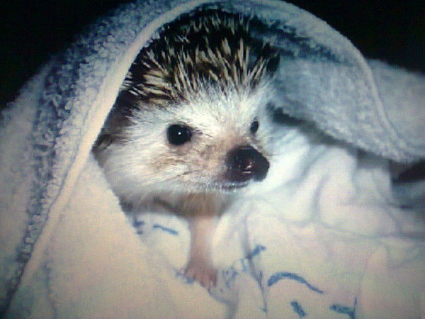 Лена Логунова