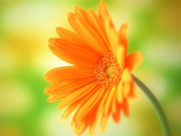 Юлия Рогозина