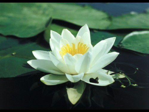 Анастасия Лабутина