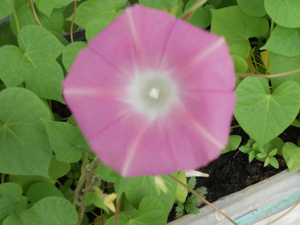 Николай Махов