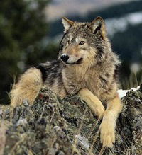 Андрей Клименко