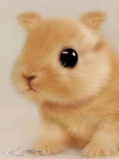 Светлана Копытковская