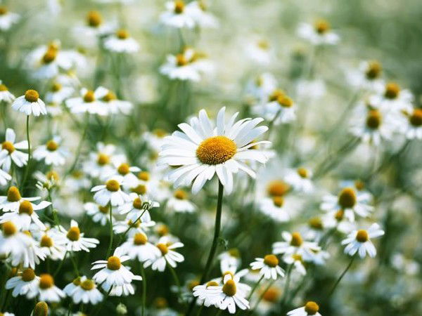 Горсовет 2014 Городской Совет Депутатов