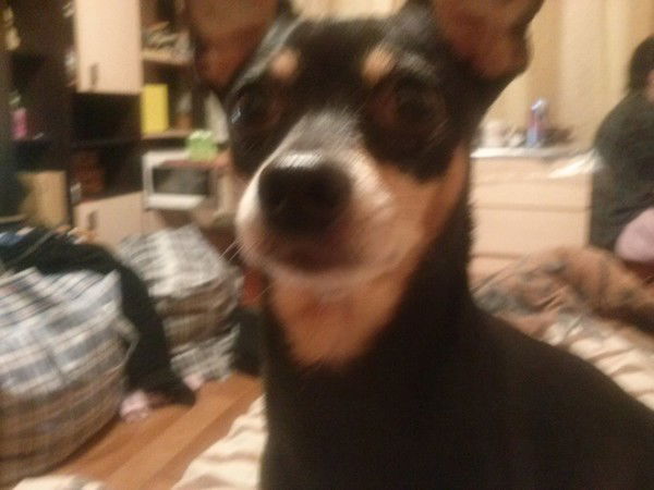 Людмила Беломестнова