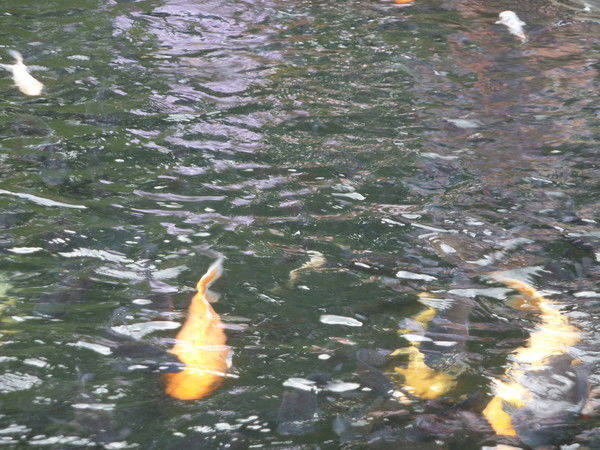 Виктория Дорохова