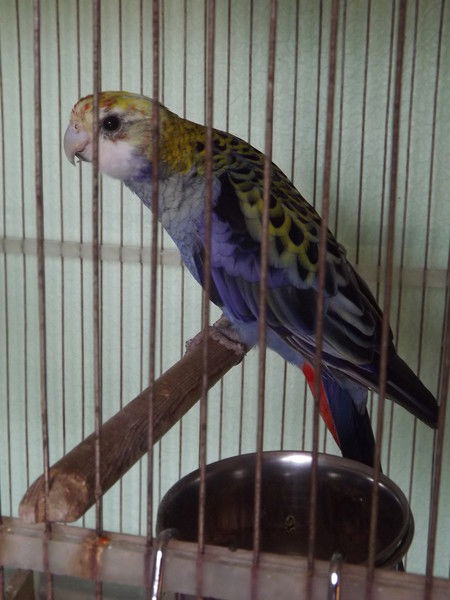 Дмитрий Гуров