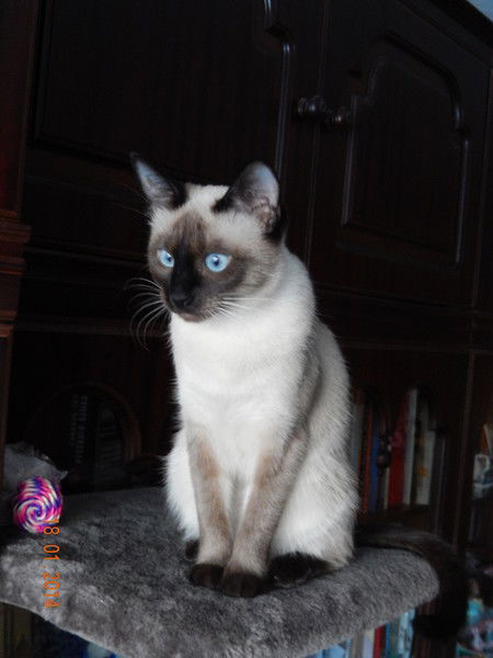 Елена Погуляй