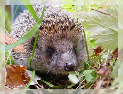 Светлана Красильникова