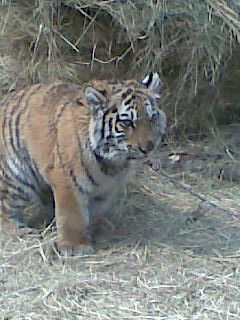 Валентина Ким