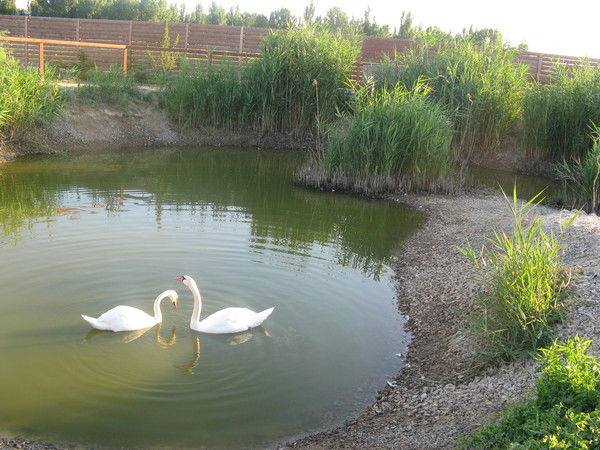 Лариса Петрачкова