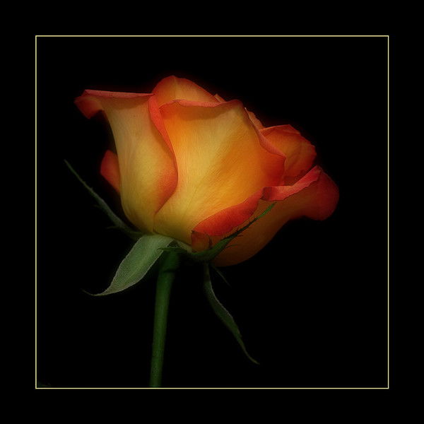 Алтынай Юсупова