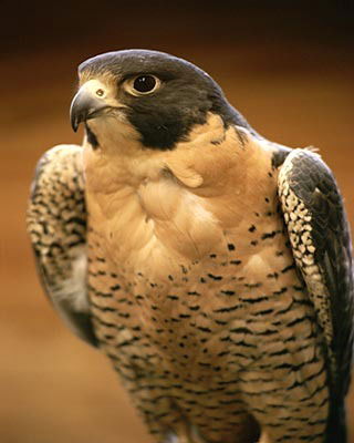 Вениамин Соколов