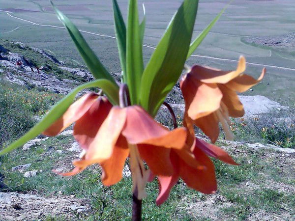 Замирбек Аширов