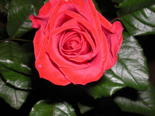 Наталья Фокина