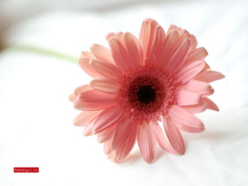 Светлана Михайловна