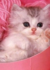 Катя Полушина