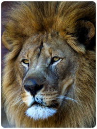 Дмитрий Левдиков