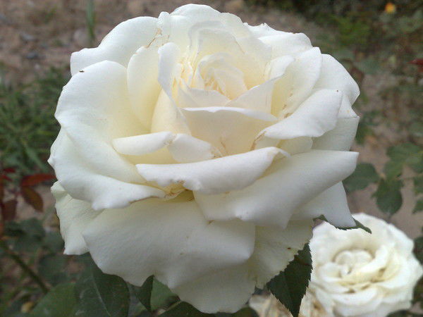 Николай Шашлов