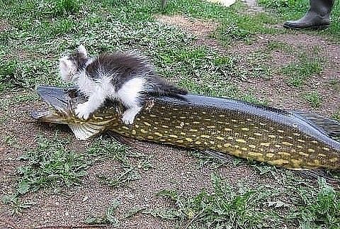 Дмитрий Гусельников