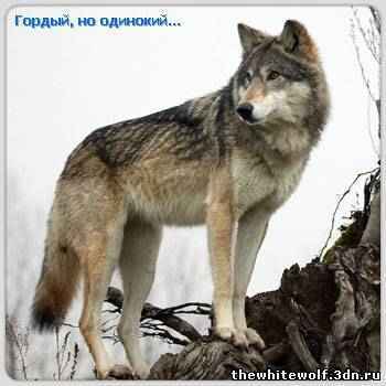 Аслан Исаев