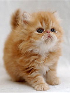 Юленька Трегубова