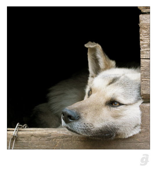 Александр Головёнкин