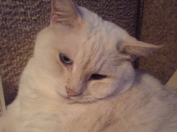 Светлана Верховская