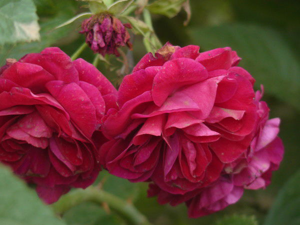 Ольга Штенцова