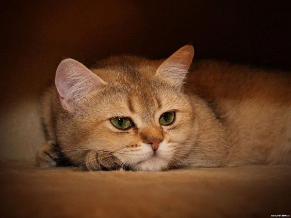 Марина Зюлева