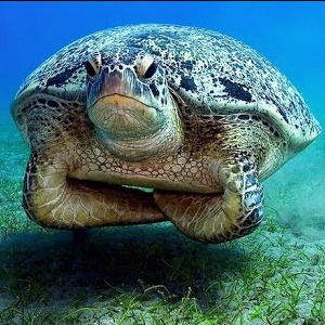 Виктор Алексеев