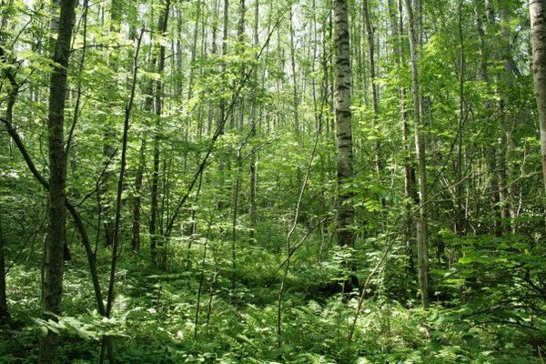 Антон Васюков