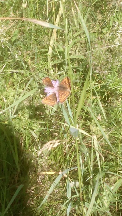 Катерина Неизвестно