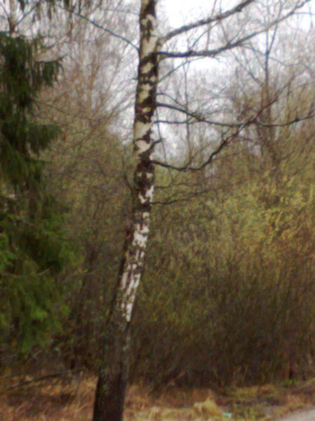 Николай Бочкарев