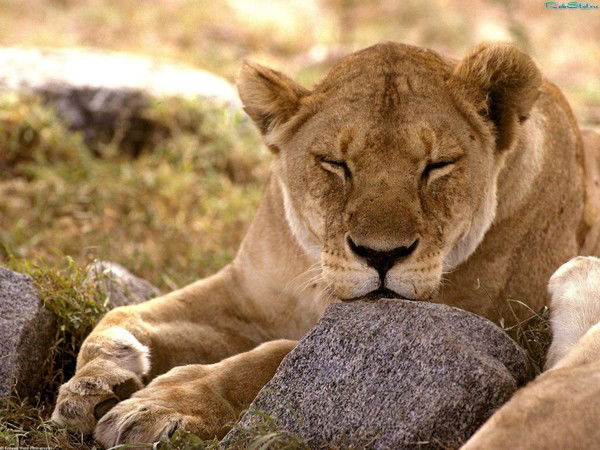 Галина Ефименко