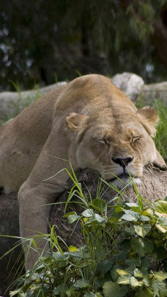 Борисов Алексей