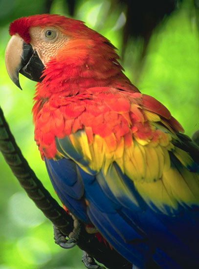 Влад Кулешов