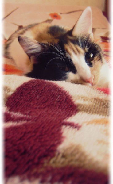 Маняша Кошкинс