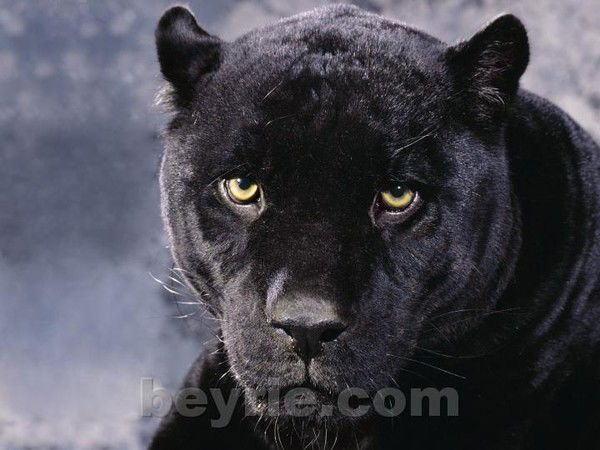 Дмитрий Домин