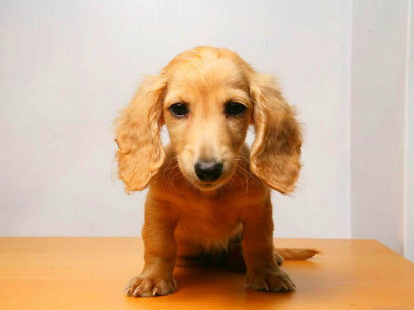 Саша Кольцов