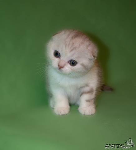 Антон Тимаков