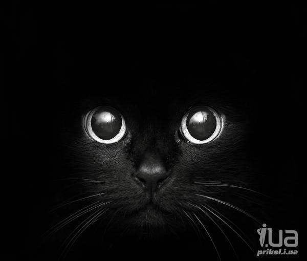 Дмитрий Шапошников